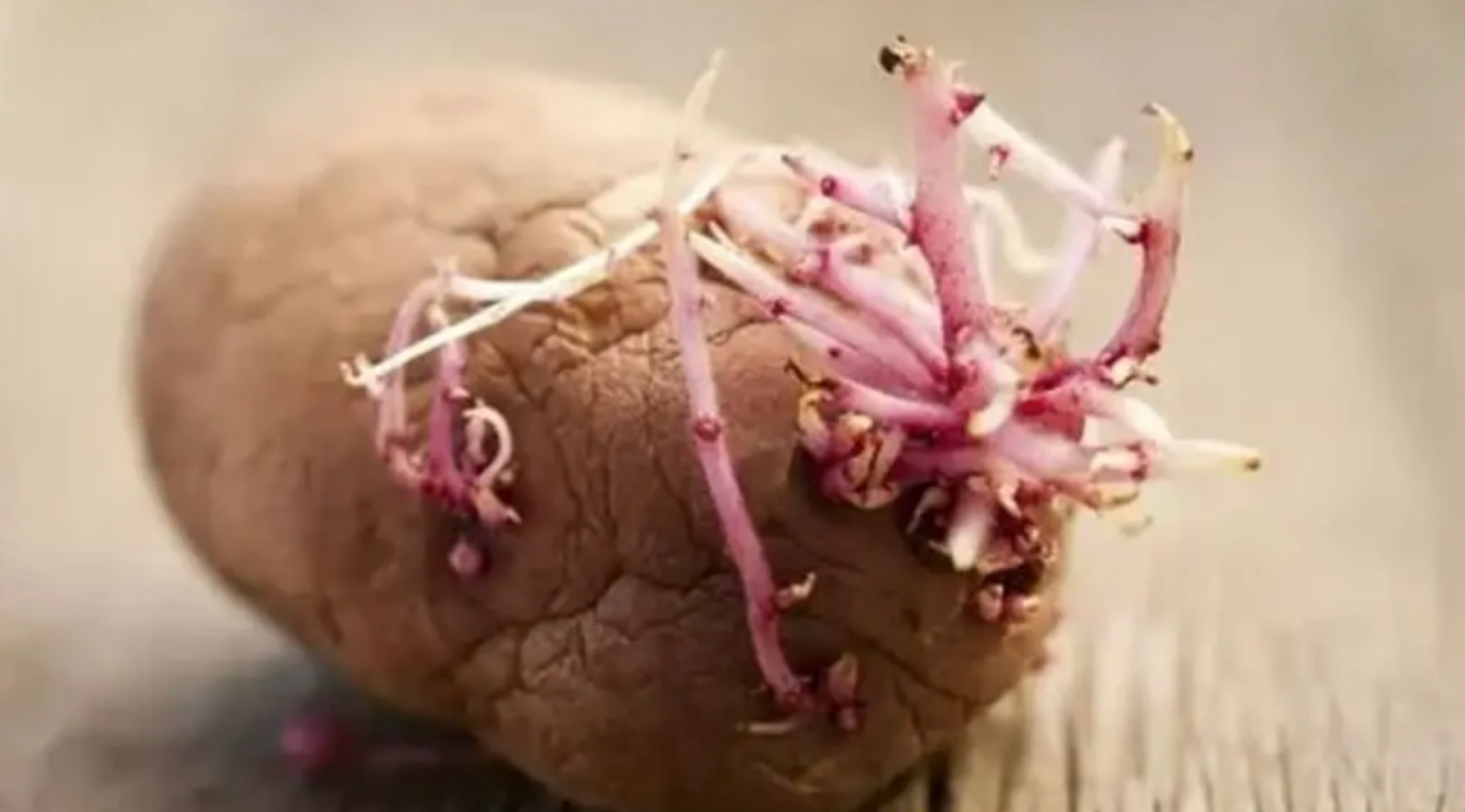 आलू — रेज़िस्टेंट स्टार्च